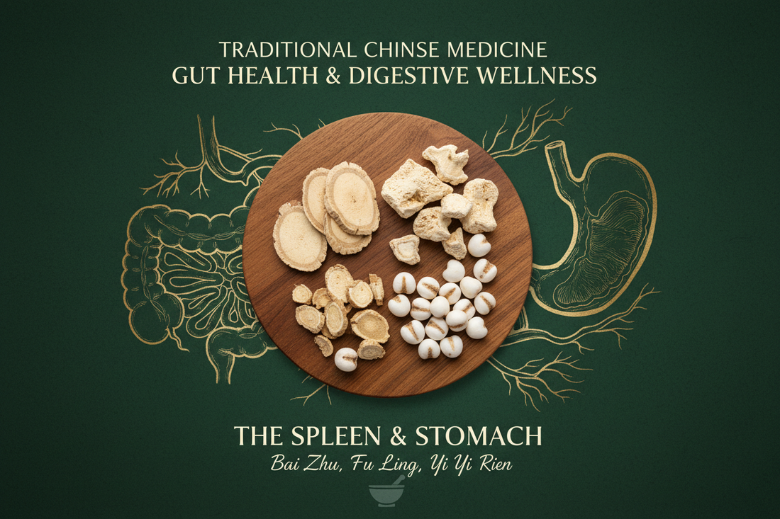 Chinese medicinal herbs for gut health including Atractylodes, Poria mushroom and Job's Tears representing TCM support for Spleen, Stomach and digestive wellness
