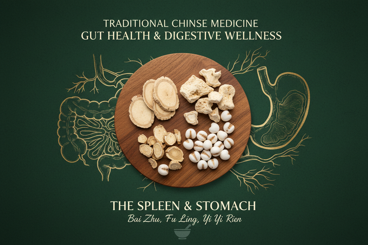 Chinese medicinal herbs for gut health including Atractylodes, Poria mushroom and Job's Tears representing TCM support for Spleen, Stomach and digestive wellness